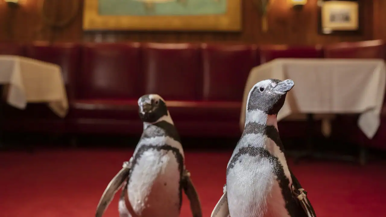 Chicago aquarium takes penguins to seafood restaurant, hopes to spread awareness of environmental campaign
