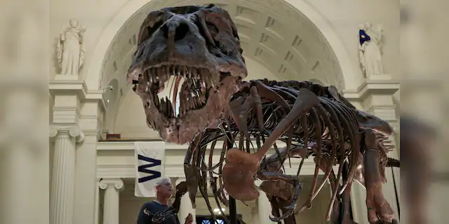 A fossil of a Tyrannosaurus rex known as "Sue" is seen in Chicago's Field Museum, Oct. 6, 2016.