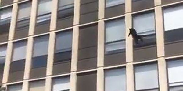 Cat leaps from window of burning building in Chicago — and sticks the landing