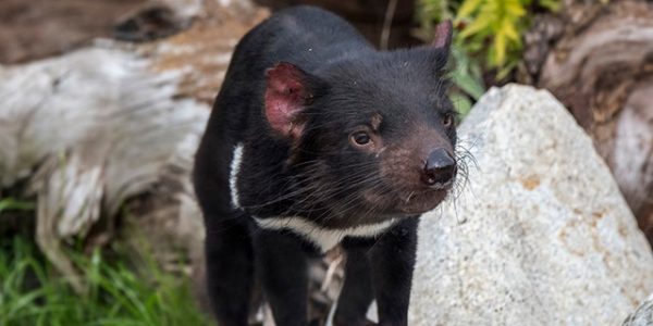 Tasmanian devil joeys born on Australian mainland for first time in 3,000 years