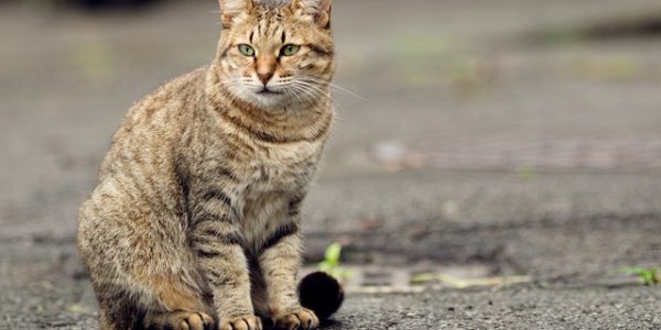 1,000 feral cats released onto Chicago streets to combat rat problem