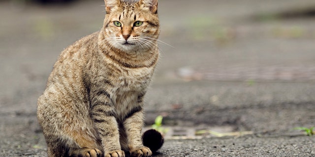 A feral tabby cat sits on pavement. Chicago's Tree House Humane Society has reportedly deployed more than 1,000 feral cats on city streets under the Cats at Work program in an effort to fight rat infestations.