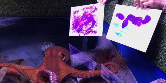 Pacific giant octopus Farallon created two paintings at The Florida Aquarium in June 2021. It is the first time the aquatic animal has done so in the Tampa facility, Aquarium Biologist Halley Miller tells Fox News. (The Florida Aquarium)