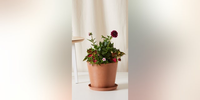 Choose from yellow begonias, red begonias, and red geraniums; each kit comes with a pot (choice of biodegradable paper pot or a Bloomscape ecopot planters) premium soil, time-release and all-purpose fertilizer, and detailed care instructions.