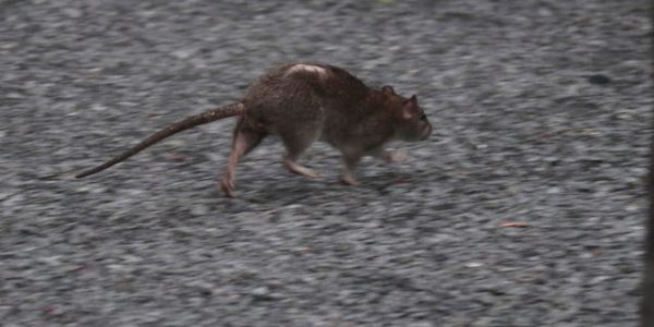 Leptospirosis cases surge in NYC: What to know about the rat-spread infectious disease
