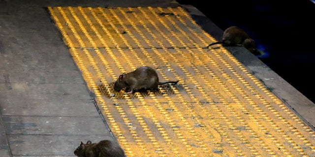 Three rats scavenge for food on the subway platform at Herald Square Sept. 3, 2017 in New York City. 