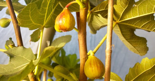 How to Grow Figs in a Cold Climate