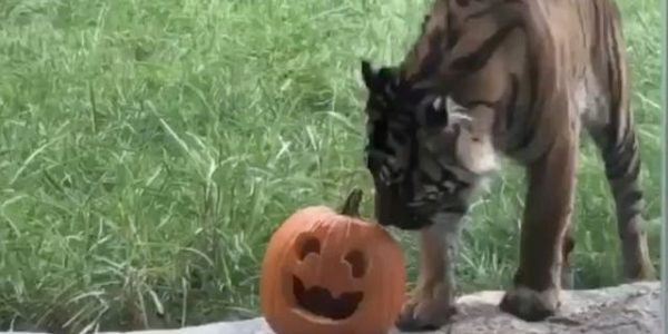 Tiger’s pumpkin snatch fail tickles the internet: ‘Run pumpkin run’