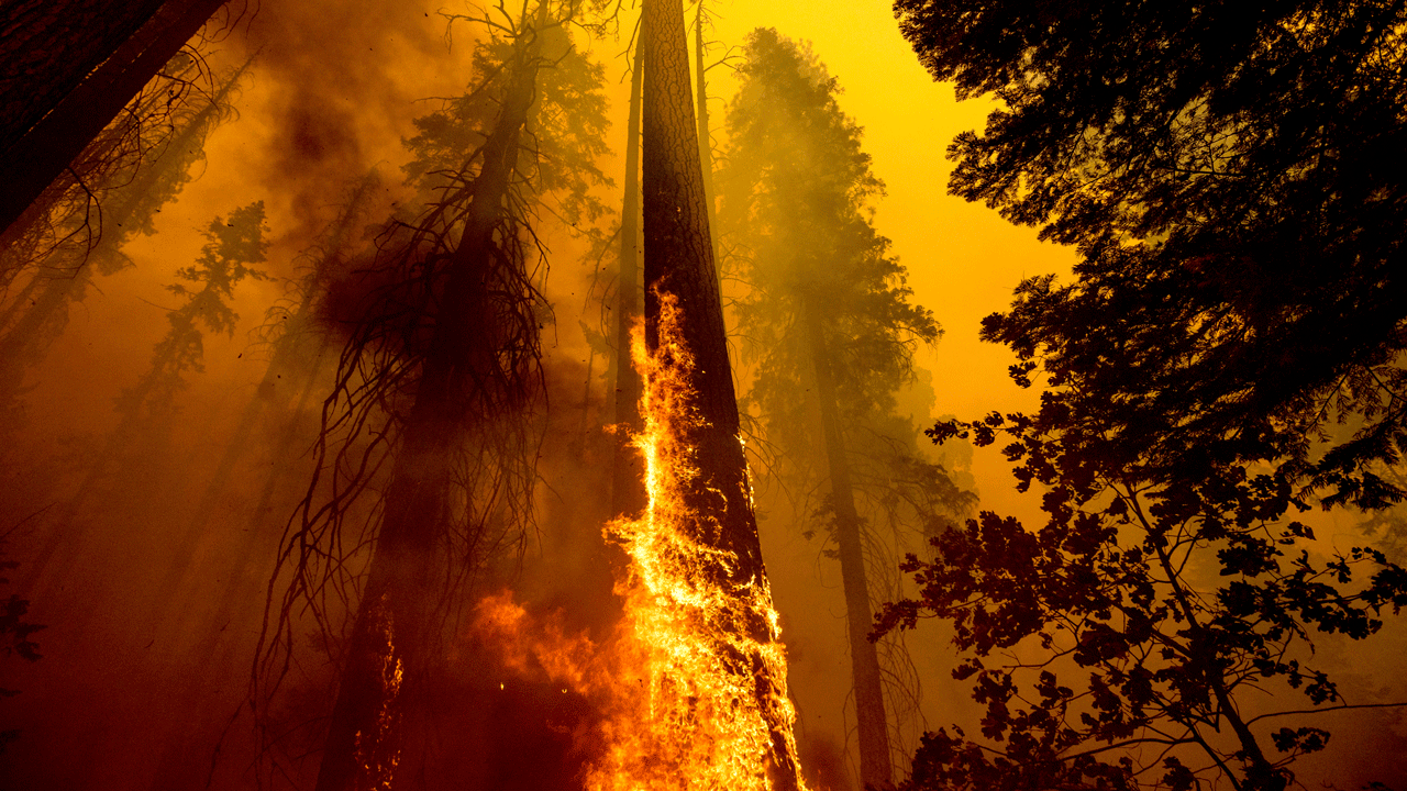 Flames burn up a tree as part of the Windy Fire in the Trail of 100 Giants grove in Sequoia National Forest, Calif., on Sept. 19, 2021. Sequoia National Park says lightning-sparked wildfires in the past two years have killed a minimum of nearly 10,000 giant sequoia trees in California. The estimate released Friday, Nov. 19, 2021, accounts for 13% to 19% of the native sequoias that are the largest trees on Earth.