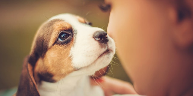 A sweet beagle puppy is shown in this image. For one of those who answered Fox News Digital's question ahead of 2022 — ‘What’s your wish for the New Year?' — the answer included, ‘To rescue another beagle from animal testing.’ 