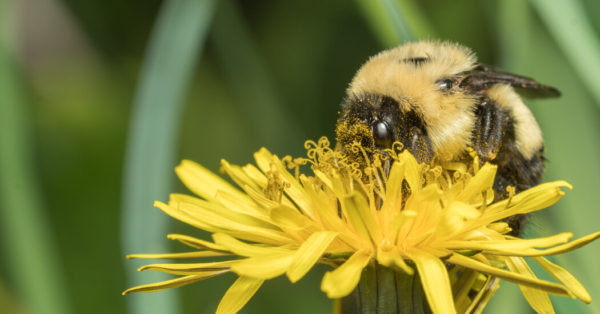 In Wisconsin: Stowing Mowers, Pleasing Bees