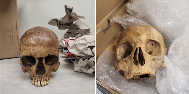 U.S. Customs and Border Protection Agriculture Specialists (CBPAS) at the International Mail Facility (IMF) at O’Hare International Airport found human skulls among 1,667 prohibited items seized in transport.