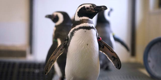 Three magellan penguins stand in their enclosure at the Blank Park Zoo, Tuesday, April 5, 2022, in Des Moines, Iowa. Zoos across North America are moving their birds indoors and away from people and wildlife as they try to protect them from the avian influenza.