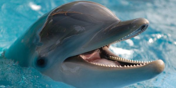 Dolphins use coral reef to treat skin conditions, study suggests