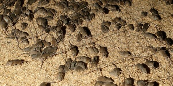 The Bubonic Plague influenced evolution of the human immune system, new study suggests