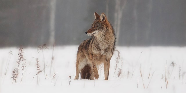 Coyotes typically keep their distance from humans.
