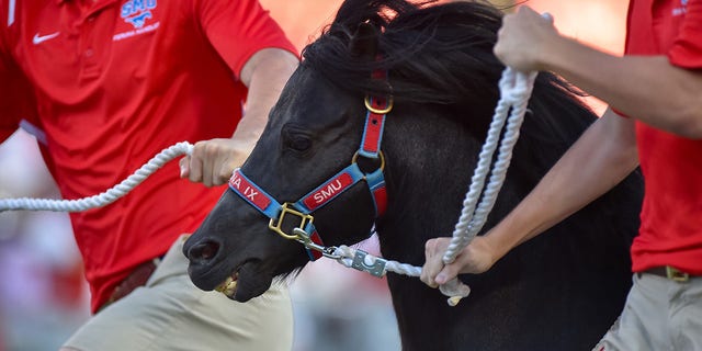 SMU Mustangs mascot Peruna run on the field before the game against Tulsa Golden Hurricanes at Gerald J. Ford Stadium.