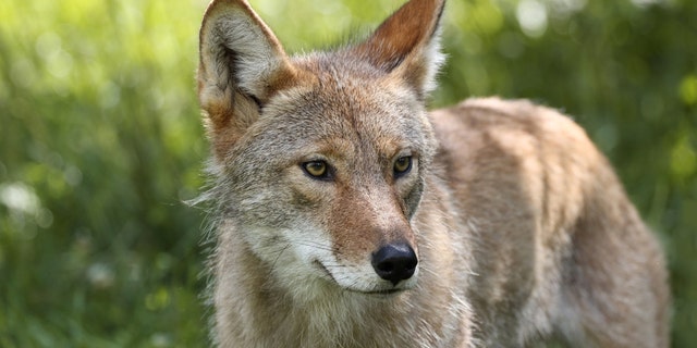 Coyotes are carnivorous and prey on smaller mammals.