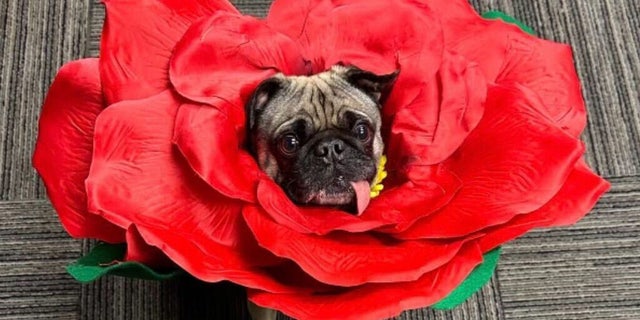 Pompeii the pug is dressed as a red flower for Halloween 2022.