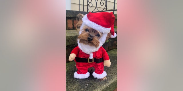 Chino the yorkie wears a Christmas outfit for Halloween — his owner loves the holiday season!