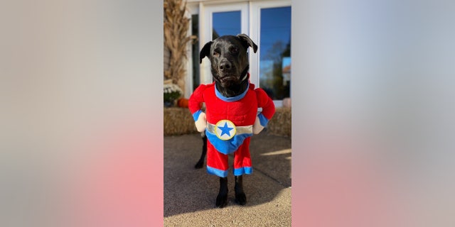 Bentley the dog stands outside in Pittsburgh while posing in a superhero pet costume.