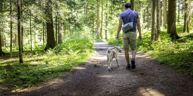 Dog walkers who live in areas where coyotes also reside should keep their dogs leashed and close by during outings.