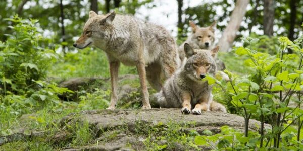 Massachusetts dog walker surrounded by pack of coyotes: How to keep kids, dogs safe