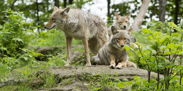 Young coyotes can sometimes be found traveling in a small pack-like group.