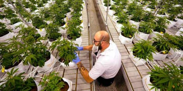 Missouri follows Maryland in approving recreational marijuana