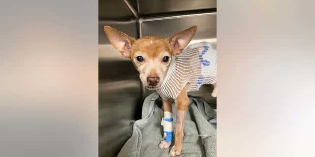 A Chicago woman allegedly stabbed a 12-year-old chihuahua named Bebe, several times on Monday.