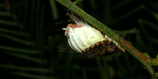 Cottony cushion scale (Icerya purchasi), on its native Acacia food plant. Australian insect accidentally introduced to California in 19th century, where it devastated the citrus industry. The Australian ladybird Rodolia cardinalis was introduced to control it, with rapid success. Occurs worldwide where citrus crops grow.