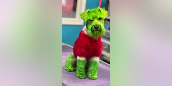Chicago dog goes viral on TikTok after owner has pup’s fur dyed green to resemble Grinch