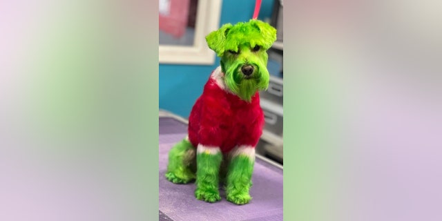 In order to be transformed into the Grinch, Rizzo was dyed with animal-friendly dye, as instructed by the dog's owner. 