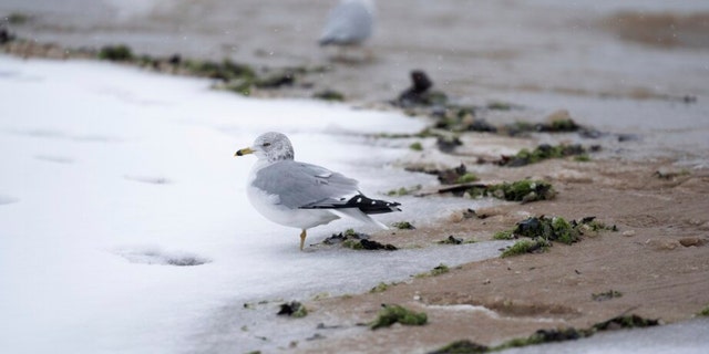 A seagull stands on Columbia Beach on a snowy day Wednesday, Jan. 25, 2023, in the Rogers Park neighborhood of Chicago. 
