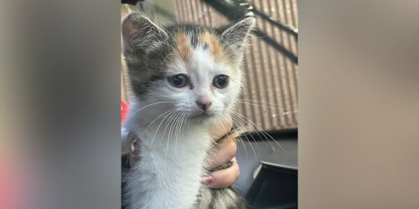 Ohio family escapes devastating house fire after cat wakes them up