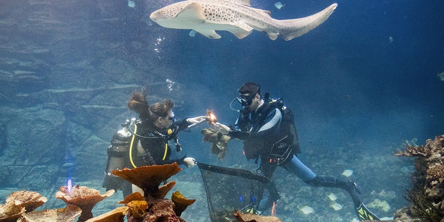 Two divers collect shark eggs as part of the annual inventory at the zoo in Hagenbeck, Germany, on Jan. 12, 2018. 