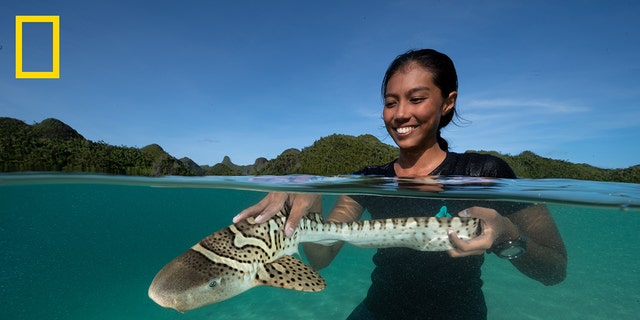 Scientist Nesha Ichida releases the second zebra shark of the day, a young female named Kathlyn, in Indonesia’s Wayag Islands.
