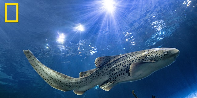 An adult female zebra shark glides through the Wild Reef exhibit at Shedd Aquarium in Chicago. Adult zebra sharks are endangered everywhere outside Australia, but there are more than 100 in aquariums around the world. Several aquariums, including Shedd, are letting adults mate and produce eggs, which will be shipped to Indonesia.