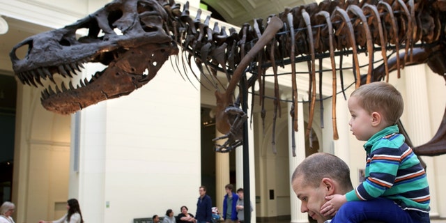 Visitors to the Field Museum of Natural History in Chicago admire SUE, one of the largest, most extensive and best-preserved Tyrannosaurus rex specimens ever found, Tuesday, April 1, 2014.