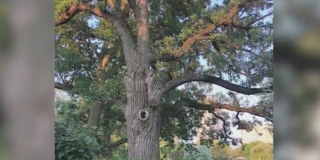 Bur oak in Chicago