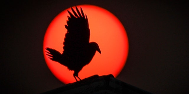 Raven silhouette