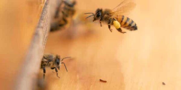 Health of honeybees being promoted by government program that aims to find best environment for the insects