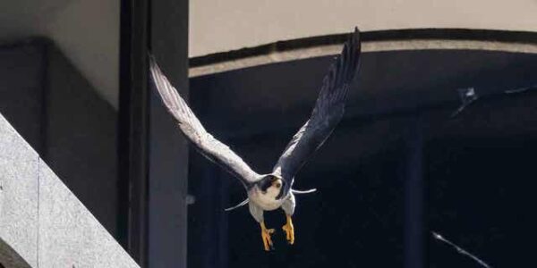 Pair of falcons terrorize busy Chicago street to protect their offspring