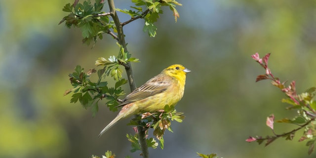 Yellowhammer, the Alabama state bird