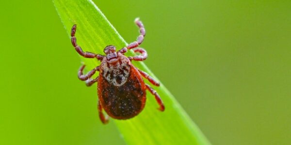 Rhode Island woman dies after infection with tick-borne disease