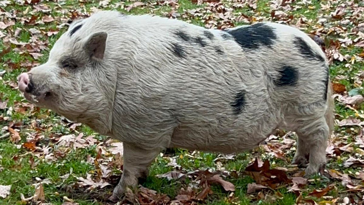 large spotted pig