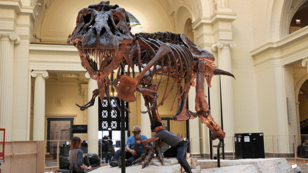 T. rex skeleton sparks inheritance dispute after owner’s death