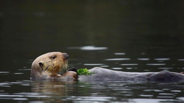 Endangered sea otters are returning to California, slowing marshland erosion