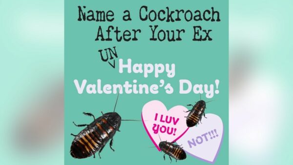 Chicago zoo offers Valentine’s Day cockroach naming