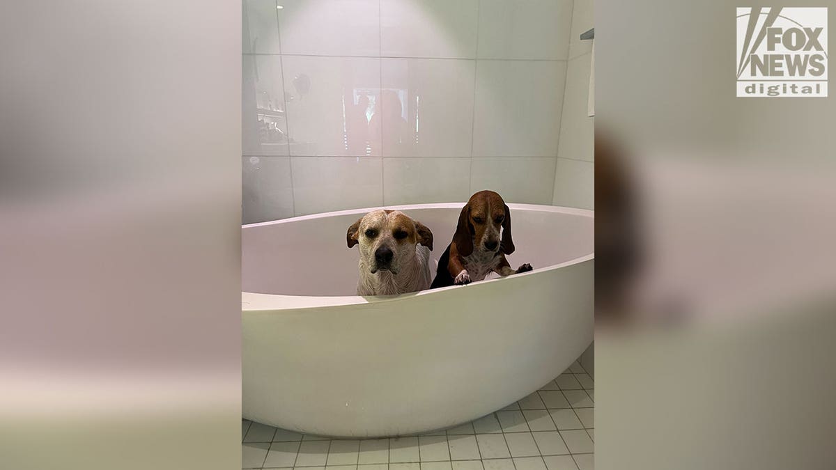 Dogs in a bath tub